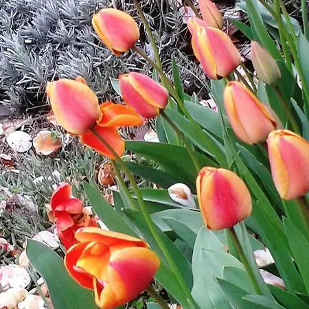 Talonno Il Frutteto Lägenhet *