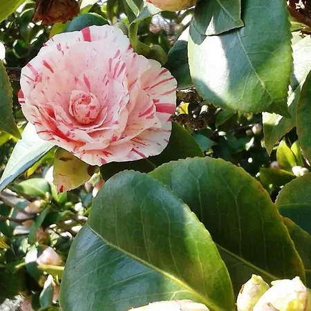 Talonno Il Frutteto Daire