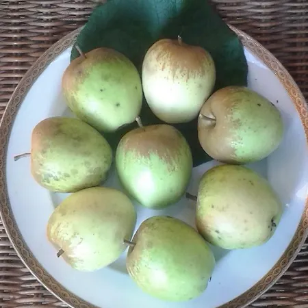 Talonno Il Frutteto Daire *