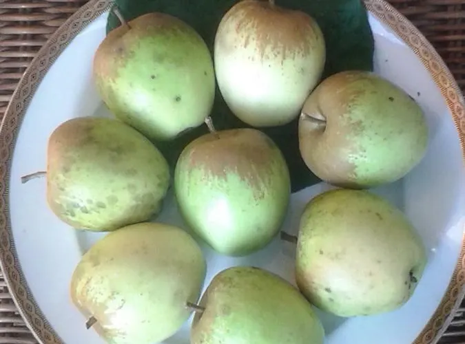 Talonno Il Frutteto Appartement *